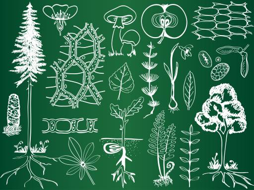 grün, zeichnen, zeichnungen, Baum, Bäume, Blätter, Pilze, Äpfel, Obst Kytalpa