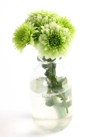 pflanze, blume, grün, wasser, Rohr, Vase Kerstin Aust - Dreamstime