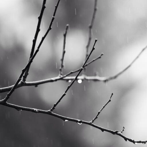 Zweig, Baum, schwarz, weiß, regen, wasser Mtoumbev