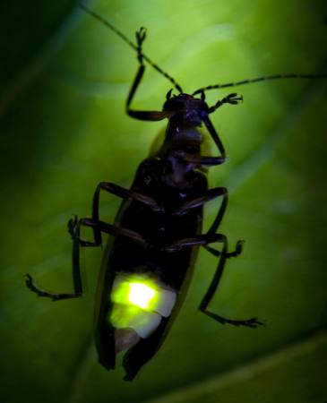 Insekt, Tier, wild, Tierwelt, klein, blatt, grün Fireflyphoto - Dreamstime
