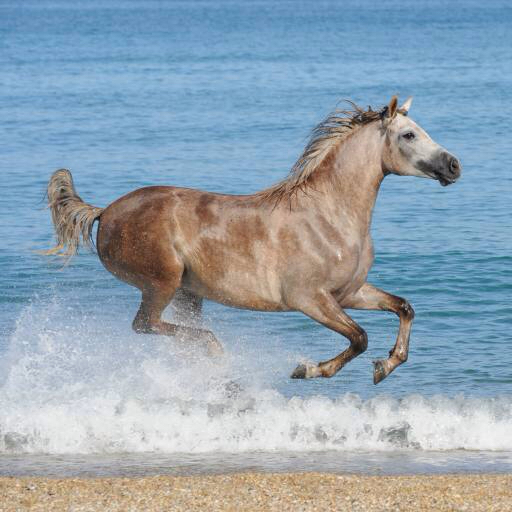 Pferd, Wasser, Meer, Strand, Tier Regatafly