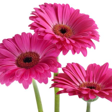 Blumen, Blume, rosa, violett Tatjana Baibakova - Dreamstime