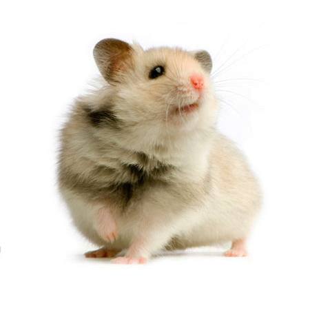 Ratte, Maus, Tier Isselee - Dreamstime