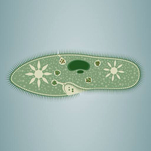 Platzbedarf, Algen, grün, stern, mikroskopische Gewebe Vladimir Zadvinskii (Vladimiraz)