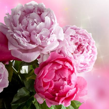 Blume, Blumen, Garten, Rosen Piccia Neri - Dreamstime