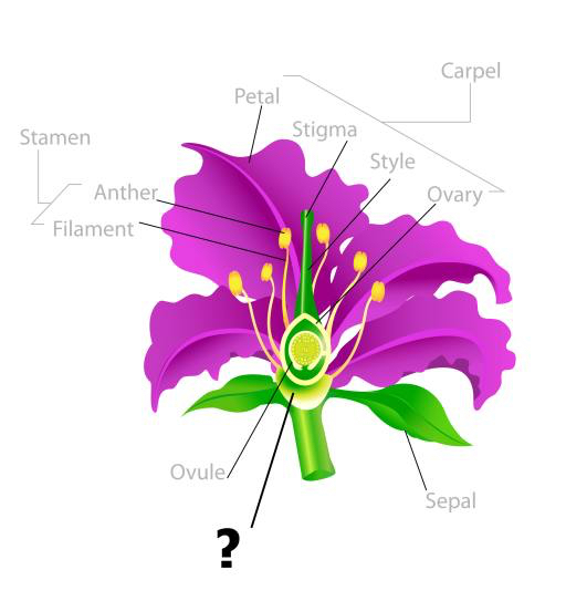 Pflanze, Zeichnen, Staubblatt, Blütenblatt, Faden, Samenanlage Snapgalleria