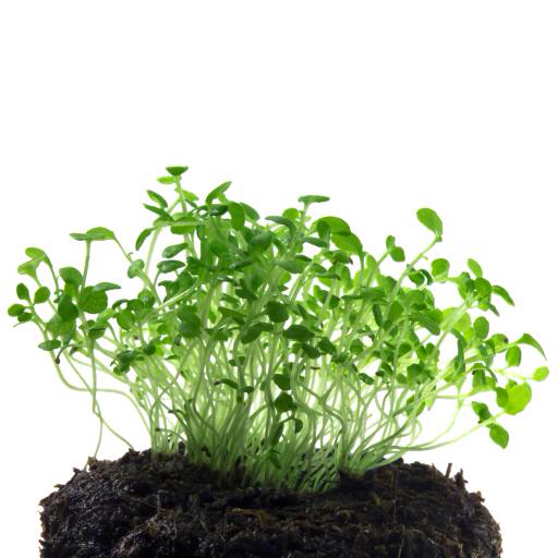 grün, Pflanze, Pflanzen, Schlamm, Schmutz, wachsen, blume, blumen Elena Pavlova (E241073)