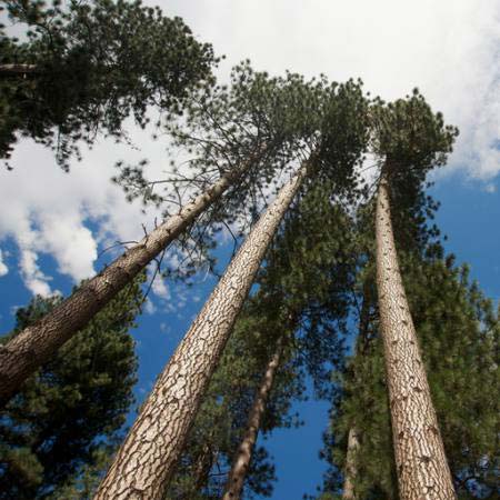 Baum, Bäume, Himmel, Holz, Wolken Juan Camilo Bernal - Dreamstime