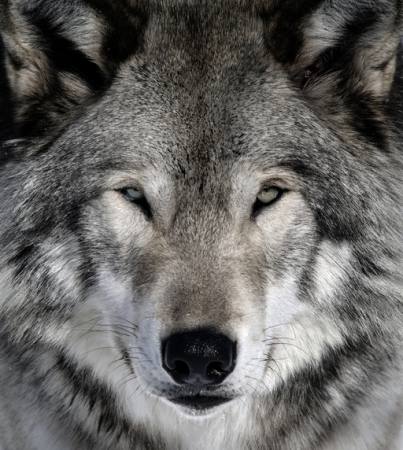 wolf, tier, wild, hund Alain - Dreamstime