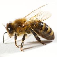 Pixwords Das Bild mit Biene, Fliege, Honig Tomo Jesenicnik - Dreamstime