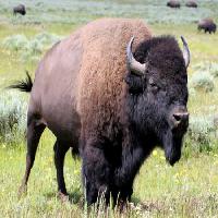 Pixwords Das Bild mit bison, tier, grün, Büffel, Lager Alptraum - Dreamstime