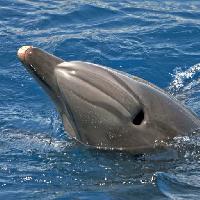 Pixwords Das Bild mit Meer, Tier, Delphin, Wal- Avslt71