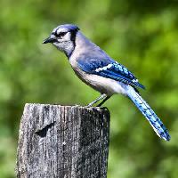 Pixwords Das Bild mit Vogel, Baum, Stamm, blau Wendy Slocum - Dreamstime