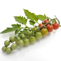 Pixwords Das Bild mit Obst, Gemüse, Tomaten, Tomaten, grün, rot, Laub, Lebensmittel Svetlana Foote (Saddako123)