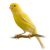 Pixwords Das Bild mit Vogel, gelb Isselee - Dreamstime