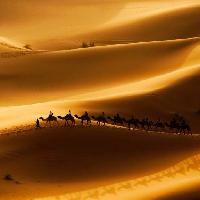 Pixwords Das Bild mit Sand, Wüste, Kamele, natur Rcaucino