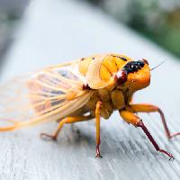 Pixwords Das Bild mit tier, insekt, gelb, orange, Beine Anne Amphlett (Anicaart)