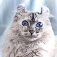 Pixwords Das Bild mit Katze, Augen, Tier Eugenesergeev - Dreamstime