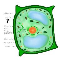 Pixwords Das Bild mit Zelle, zellulären, grün, orange, Chloroplasten, Nukleos, Vakuole Designua