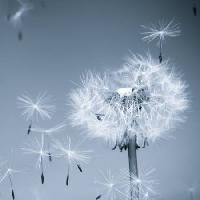 Pixwords Das Bild mit Blume, fliegen, blau, himmel, Samen Mouton1980 - Dreamstime