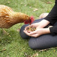 Pixwords Das Bild mit Huhn, Hände, essen, Lebensmittel, Gras, Grün Gillian08 - Dreamstime