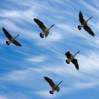 Pixwords Das Bild mit Vögel, Himmel, fliegen, Wolken Scol22 - Dreamstime
