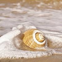 Pixwords Das Bild mit Meer, Wasser, Shell, Sand, Strand Robyn Mackenzie (Robynmac)