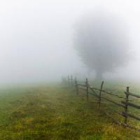 Pixwords Das Bild mit Nebel, Feld, Baum, Zaun, grün, gras Andrei Calangiu - Dreamstime