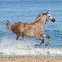 Pixwords Das Bild mit Pferd, Wasser, Meer, Strand, Tier Regatafly