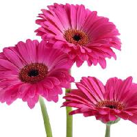 Pixwords Das Bild mit Blumen, Blume, rosa, violett Tatjana Baibakova - Dreamstime