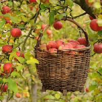 Pixwords Das Bild mit Äpfel, Korb, Baum Petr  Cihak - Dreamstime