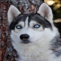 Pixwords Das Bild mit Hund, Augen, blau, tier Mikael Damkier - Dreamstime