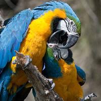 Pixwords Das Bild mit papagei, vogel, farbe, Vögel Marek Jelínek - Dreamstime