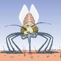 Pixwords Das Bild mit Mücke, Tiere, Haar, Fliegen, Familie, Infektionen, Malaria Dedmazay - Dreamstime
