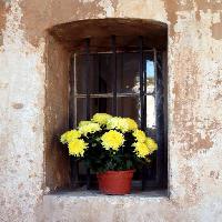 Pixwords Das Bild mit Blumen, Blume, Fenster, Gelb, Wand Elifranssens