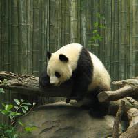 panda, bär, klein, schwarz, weiß, Holz, Wald Nathalie Speliers Ufermann - Dreamstime