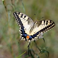 Pixwords Das Bild mit Schmetterling, Insekt, Tier Sergey  Galushko (Galdzer)