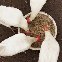 Hühner, essen, Lebensmittel, Schüssel, Weiß, Getreide, Weizen Alexei Poselenov - Dreamstime