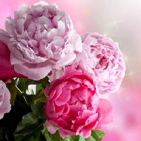 Pixwords Das Bild mit Blume, Blumen, Garten, Rosen Piccia Neri - Dreamstime