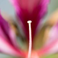 Blume, Blumen Imphilip - Dreamstime