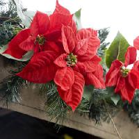 Pixwords Das Bild mit poinsettias, blume, rot, garten, pflanzen, Weihnachten Jose Gil - Dreamstime