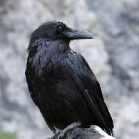 Pixwords Das Bild mit Vogel, schwarz, Spitzen Matthew Ragen - Dreamstime