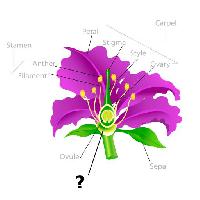 Pixwords Das Bild mit Pflanze, Zeichnen, Staubblatt, Blütenblatt, Faden, Samenanlage Snapgalleria