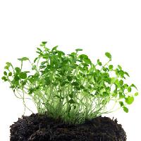 grün, Pflanze, Pflanzen, Schlamm, Schmutz, wachsen, blume, blumen Elena Pavlova (E241073)