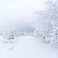 Winter, weiß, Baum Kutt Niinepuu - Dreamstime