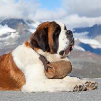 Pixwords Das Bild mit Hund, Fass, Berg Swisshippo - Dreamstime