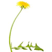 Pixwords Das Bild mit Blume, Blumen, Löwenzahn, grün, blatt, gelb Chesterf