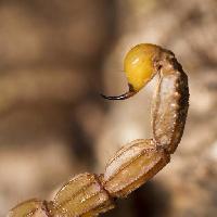 Pixwords Das Bild mit Skorpion, Tier-, Insekten- Mauro Rodrigues (Membio)