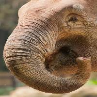 Pixwords Das Bild mit übertrumpfen, Nase, Stamm, Elefanten Imphilip - Dreamstime
