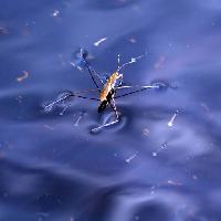 Pixwords Das Bild mit Käfer, Insekt, Wasser, schwimmen, blau Sergey Yakovlev (Basel101658)